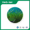 Poudre de Spiruline Bleue Bio