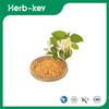 Extrait de fleur de Lonicera Japonica 