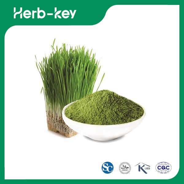 Poudre d'herbe d'orge pour perdre du poids &nbsp;